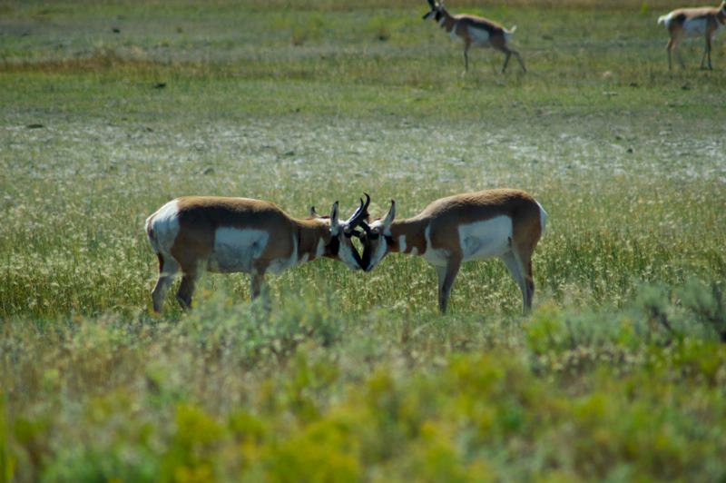 Antilopes in Yellowstone National Park, Amerika