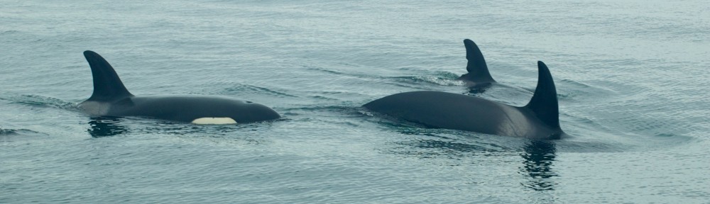 Orca's, California