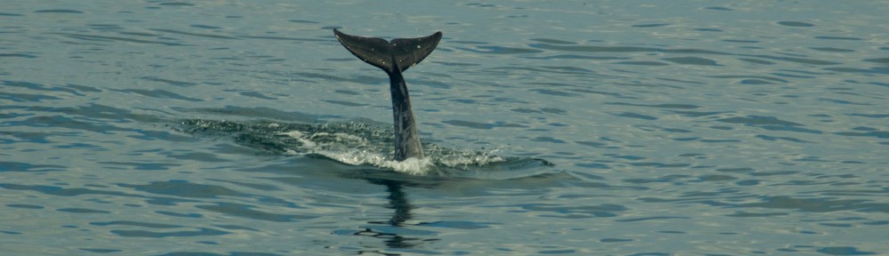 Orca, California