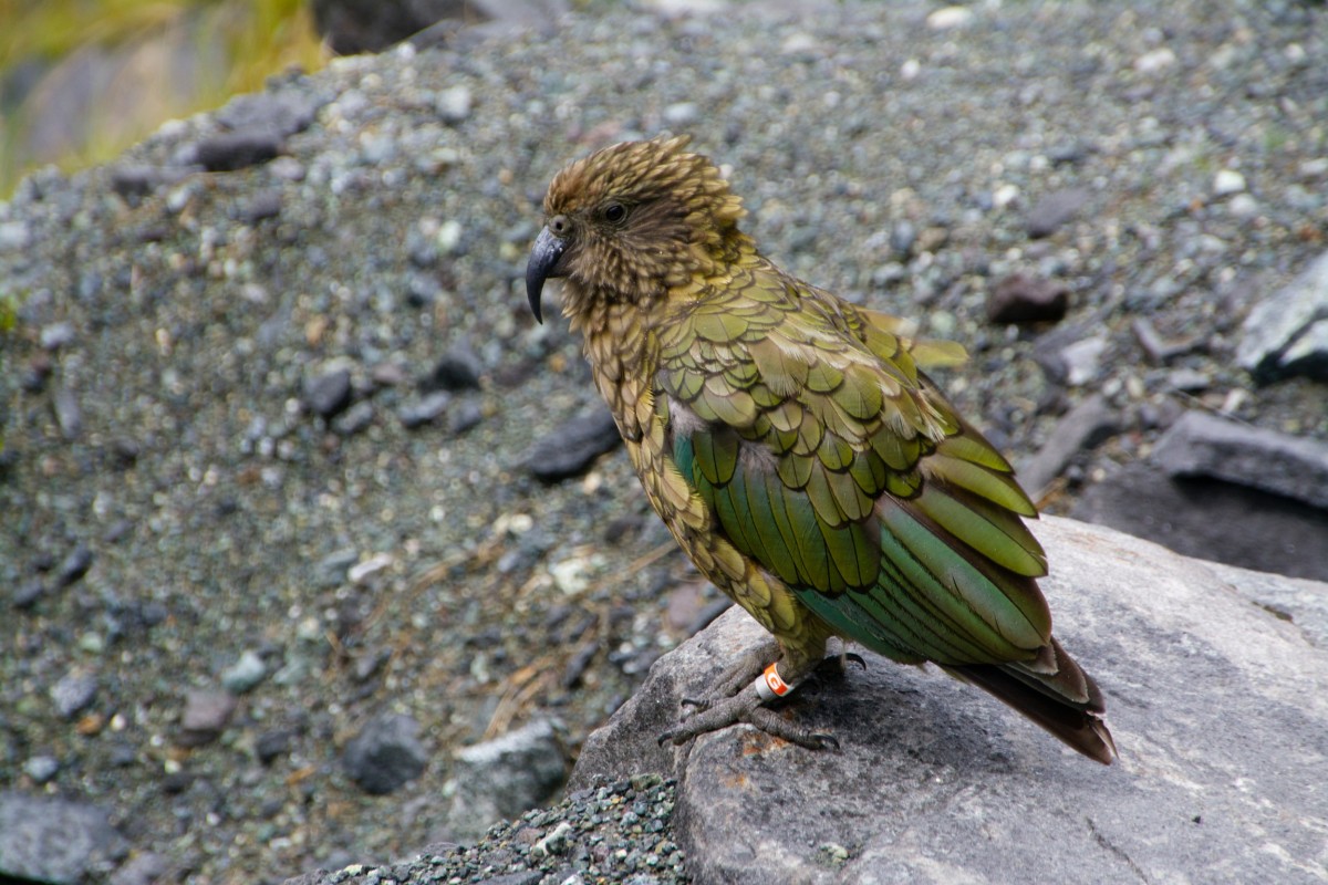 Kea, New Zealand