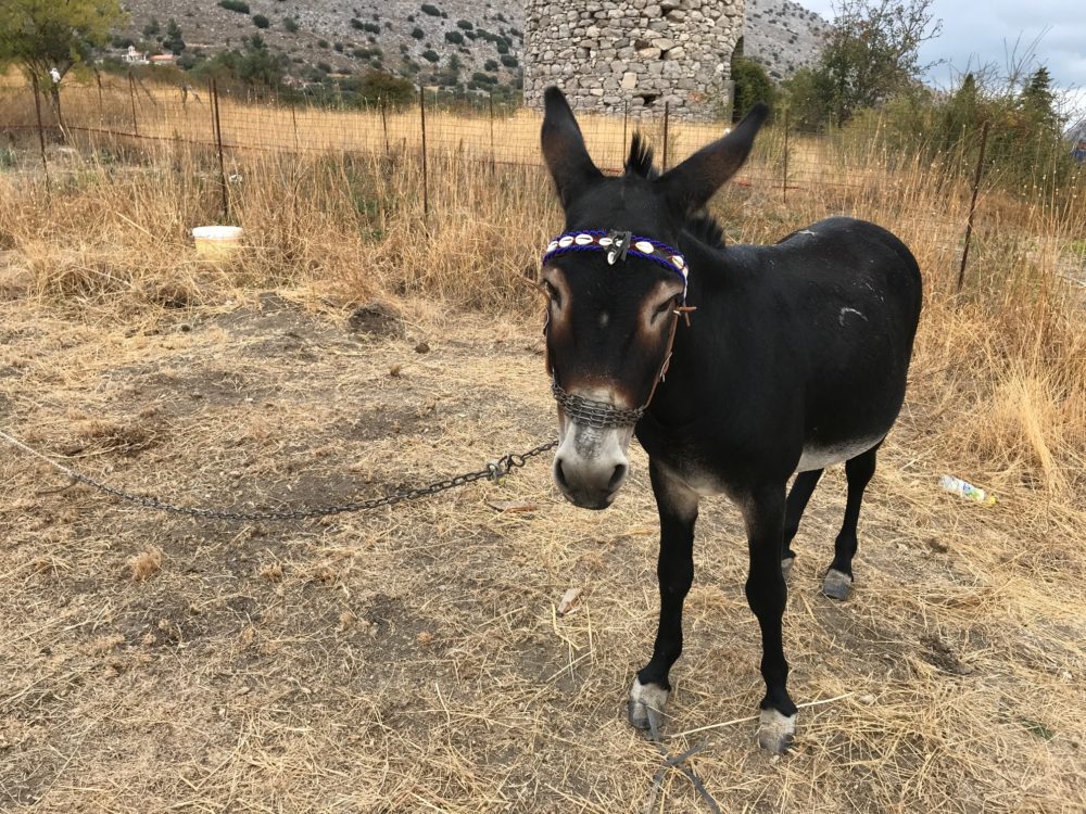 Donkey Chios Greece