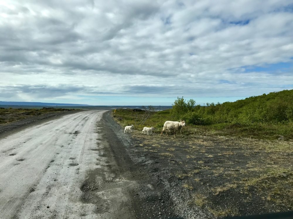 Road to Dettifoss