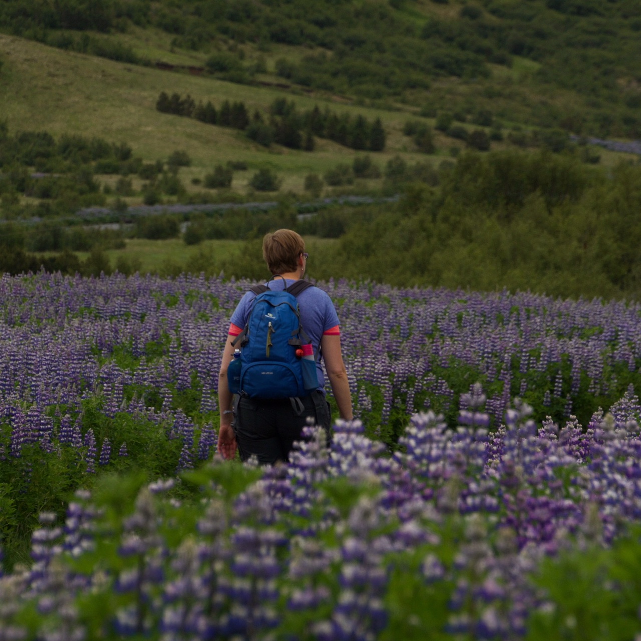 Marcella lupine Iceland