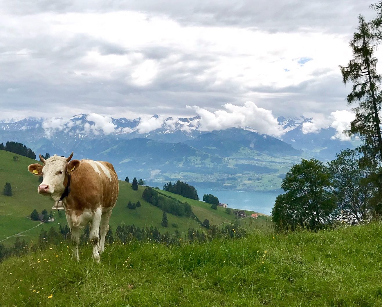 Cows Switzerland