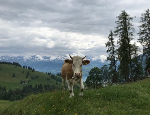 Cows Switzerland