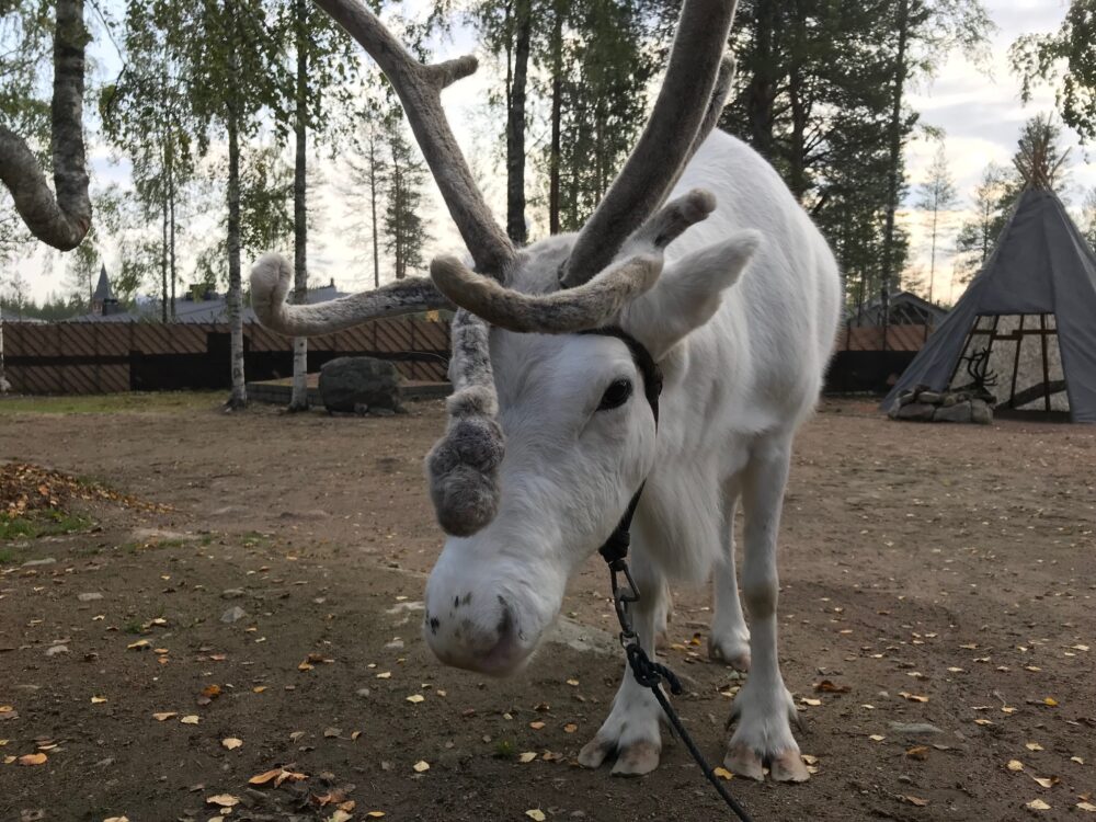 Arctic Reindeer Farm Rovaniemi Finland
