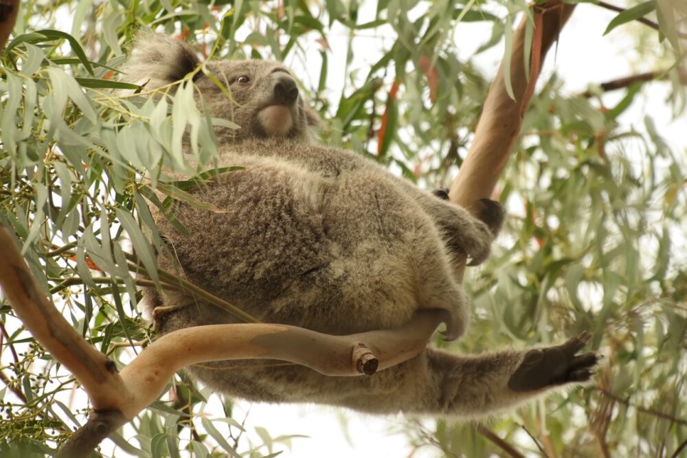 Koala Walk Raymond Island Australia