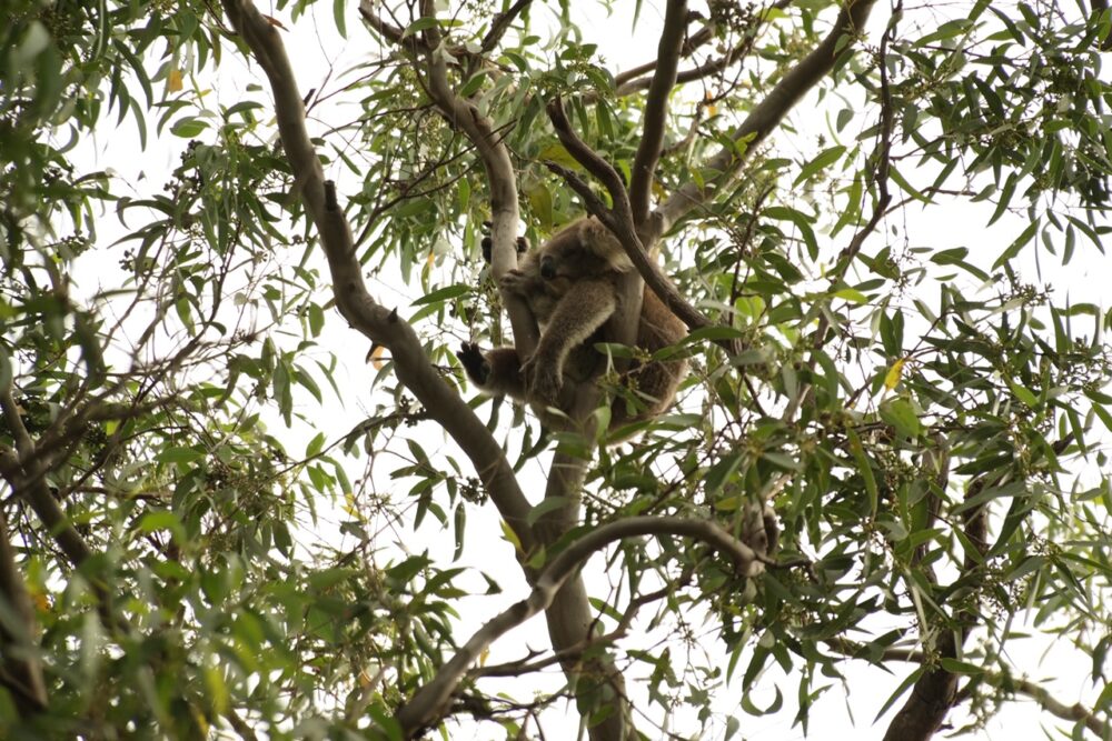Koala Walk Raymond Island Australia