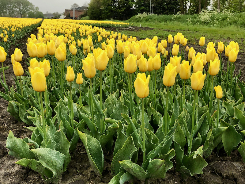 Tulips Holland